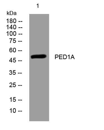 PED1A rabbit pAb