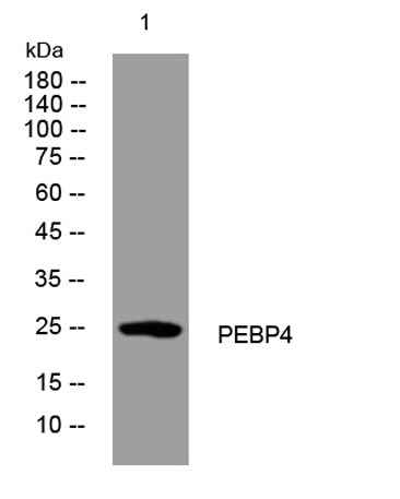PEBP4 rabbit pAb