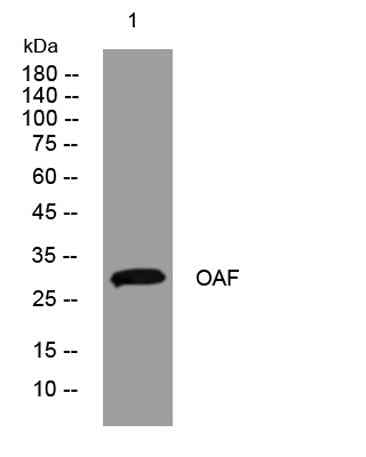 OAF rabbit pAb