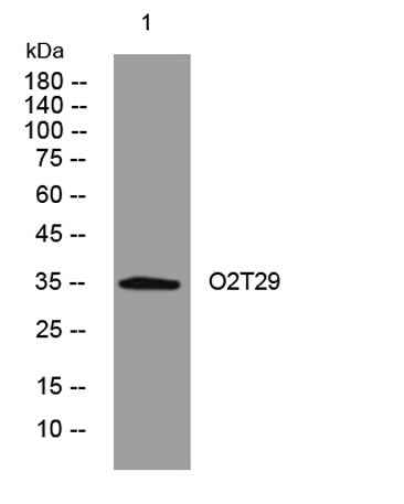 O2T29 rabbit pAb