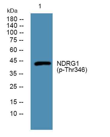 NDRG1 (phospho-Thr346) rabbit pAb