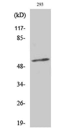 Synaptotagmin 1/2 (phospho Thr202/199) rabbit pAb