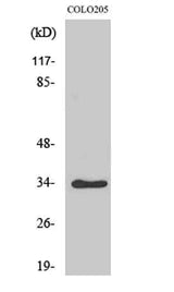 Cdk2/Cdc2 (phospho Thr160) rabbit pAb