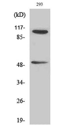 NFκB-p105/p50 (phospho Ser337) rabbit pAb