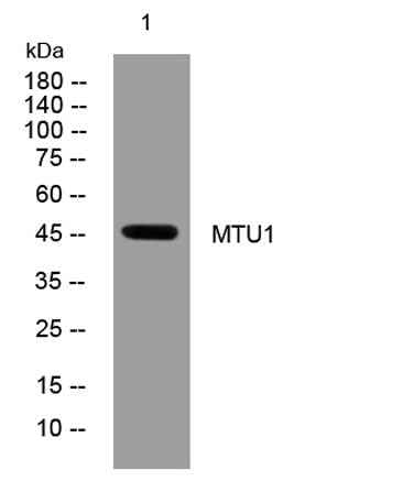 MTU1 rabbit pAb