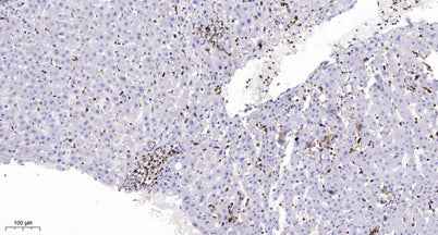 Mre11 (phospho-Ser676) rabbit pAb
