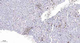 Mre11 (phospho-Ser676) rabbit pAb