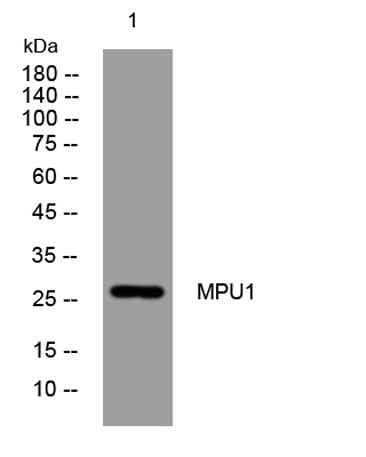 MPU1 rabbit pAb
