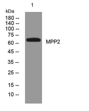 MPP2 rabbit pAb