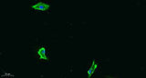 Flt-1 (phospho Tyr1333) rabbit pAb