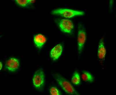 YAP (phospho Ser127) rabbit pAb