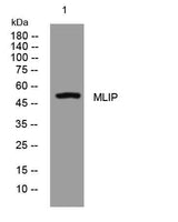 MLIP rabbit pAb