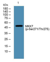 MKK7 (phospho-Ser271/Thr275) rabbit pAb