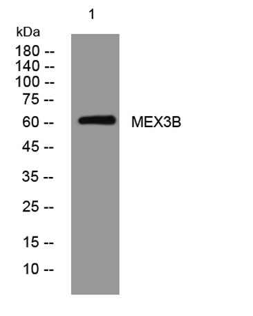 MEX3B rabbit pAb