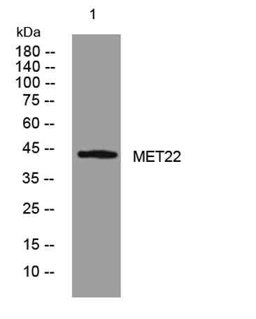 MET22 rabbit pAb