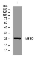 MESD rabbit pAb