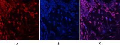 JNK1/2/3 (phospho Tyr185) rabbit pAb