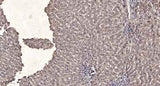 M-CSF Receptor (phospho-Tyr923) rabbit pAb