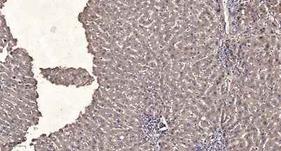 M-CSF Receptor (phospho-Tyr923) rabbit pAb