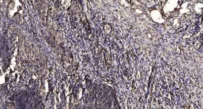 M-CSF Receptor (phospho-Tyr546) rabbit pAb