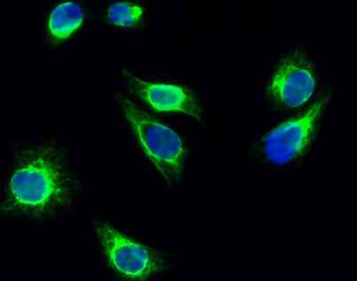Cortactin (phospho Tyr466) rabbit pAb