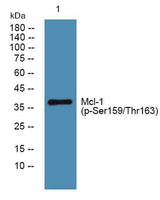 Mcl-1 (phospho-Ser159/Thr163) rabbit pAb