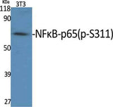 NFκB-p65 (phospho Ser311) rabbit pAb