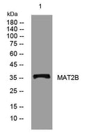 MAT2B rabbit pAb