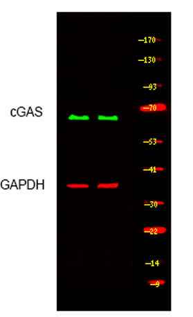 cGAS rabbit pAb