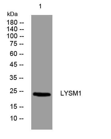 LYSM1 rabbit pAb