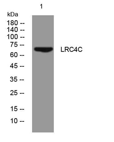 LRC4C rabbit pAb