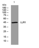 LLR1 rabbit pAb