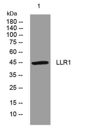 LLR1 rabbit pAb