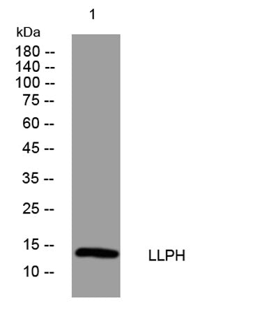 LLPH rabbit pAb 50µL/100µL