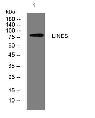 LINES rabbit pAb