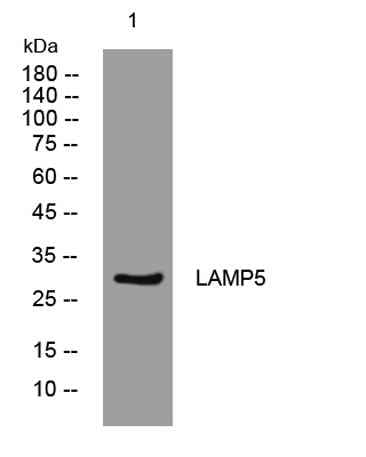LAMP5 rabbit pAb