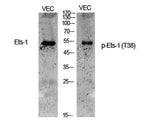 Ets-1 (phospho Thr38) rabbit pAb