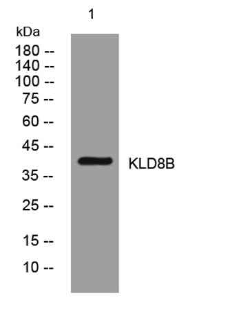 KLD8B rabbit pAb