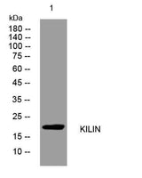 KILIN rabbit pAb