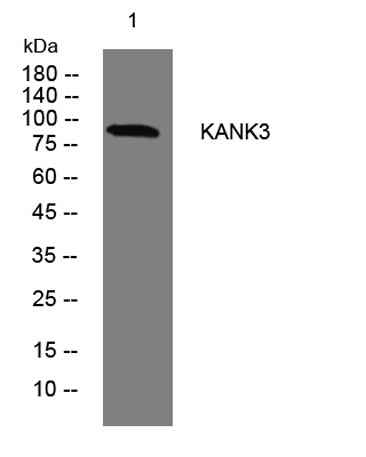 KANK3 rabbit pAb