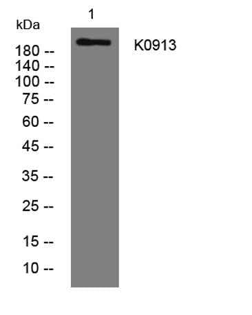 K0913 rabbit pAb