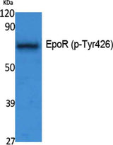 EpoR (phospho Tyr426) rabbit pAb