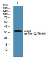 JunB (phospho-Thr102/Thr104) rabbit pAb