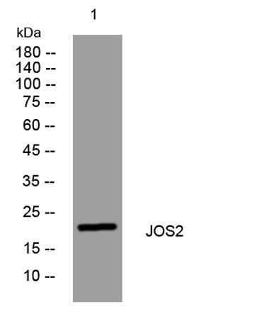 JOS2 rabbit pAb 50µL/100µL