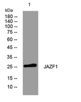 JAZF1 rabbit pAb