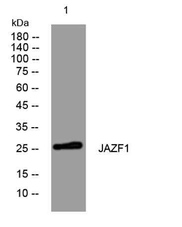 JAZF1 rabbit pAb