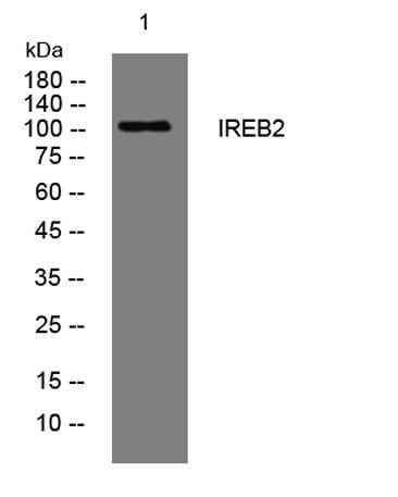 IREB2 rabbit pAb