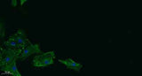 17β-HSD11 rabbit pAb