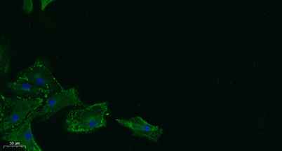 17β-HSD11 rabbit pAb