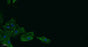 17β-HSD11 rabbit pAb